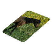 Wild Mustang Horse Stehend in Blume Magnet (Linke Seite)