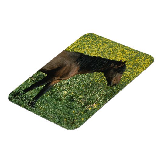 Wild Mustang Horse Stehend in Blume Magnet (Linke Seite)