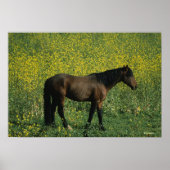 Wild Mustang Horse Stehend in Blume Poster (Vorne)