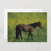 Wild Mustang Horse Stehend in Blume Postkarte (Vorne/Hinten)