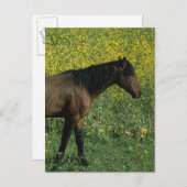 Wild Mustang Horse Stehend in Blume Postkarte (Vorne/Hinten)