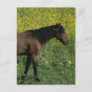 Wild Mustang Horse Stehend in Blume Postkarte