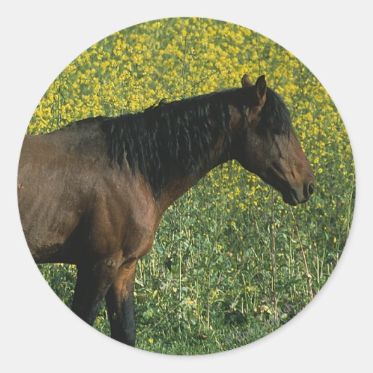 Wild Mustang Horse Stehend in Blume Runder Aufkleber (Vorderseite)
