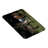 Wild Mustang Horses 1 Magnet (Rechte Seite)