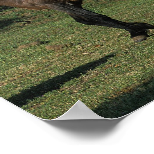 Wild Mustang Horses 1 Poster (Ecke)