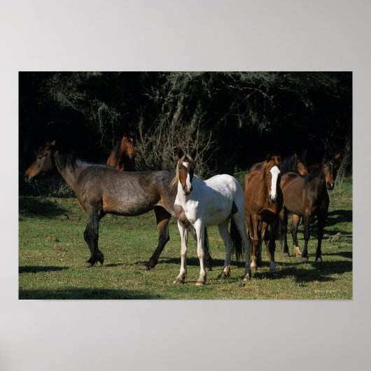Wild Mustang Horses 1 Poster (Vorne)