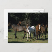 Wild Mustang Horses 1 Postkarte (Vorne/Hinten)