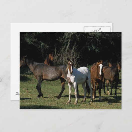 Wild Mustang Horses 1 Postkarte (Vorne/Hinten)