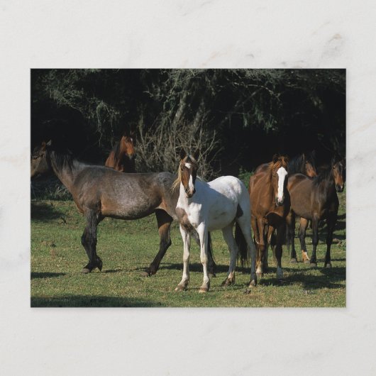 Wild Mustang Horses 1 Postkarte (Vorderseite)