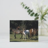 Wild Mustang Horses 1 Postkarte (Stehend Vorderseite)