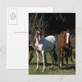 Wild Mustang Horses 1 Postkarte (Vorne/Hinten)