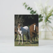 Wild Mustang Horses 1 Postkarte (Stehend Vorderseite)