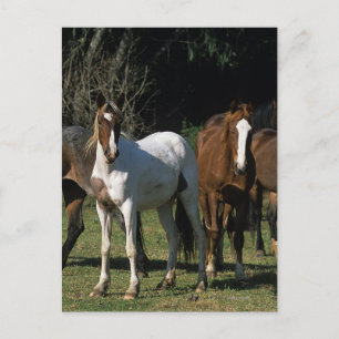 Wild Mustang Horses 1 Postkarte