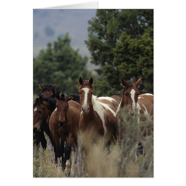 Wild Mustang Horses 2 (Vorne)