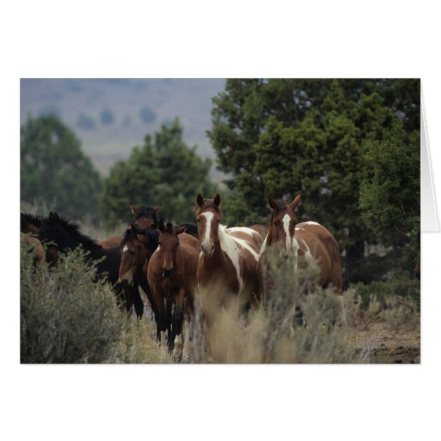 Wild Mustang Horses 2 (Vorderseite (Horizontal))