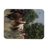 Wild Mustang Horses 2 Magnet (Horizontal)
