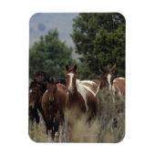 Wild Mustang Horses 2 Magnet (Vertikal)