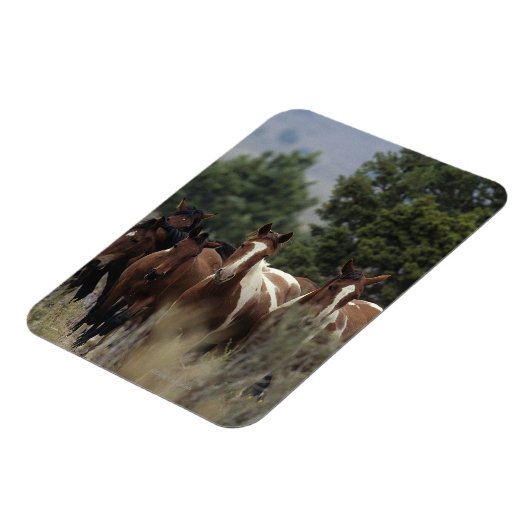 Wild Mustang Horses 2 Magnet (Linke Seite)