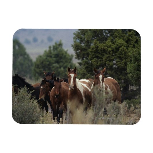 Wild Mustang Horses 2 Magnet (Horizontal)