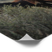 Wild Mustang Horses 2 Poster (Ecke)