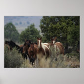 Wild Mustang Horses 2 Poster (Vorne)