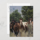 Wild Mustang Horses 2 Postkarte (Vorne/Hinten)