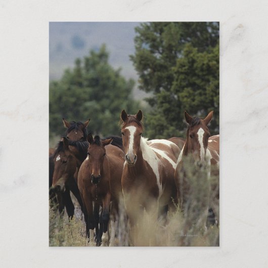Wild Mustang Horses 2 Postkarte (Vorderseite)