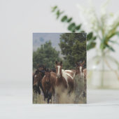 Wild Mustang Horses 2 Postkarte (Stehend Vorderseite)