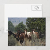 Wild Mustang Horses 2 Postkarte (Vorne/Hinten)