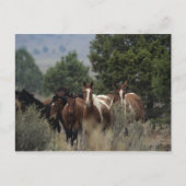 Wild Mustang Horses 2 Postkarte (Vorderseite)