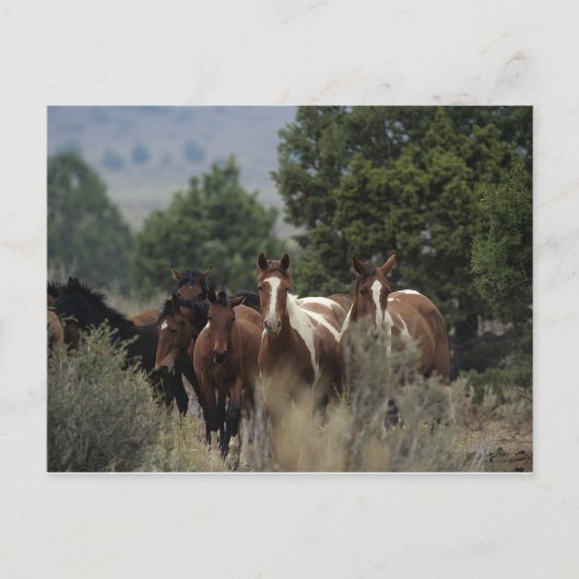 Wild Mustang Horses 2 Postkarte (Vorderseite)