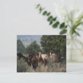 Wild Mustang Horses 2 Postkarte (Stehend Vorderseite)