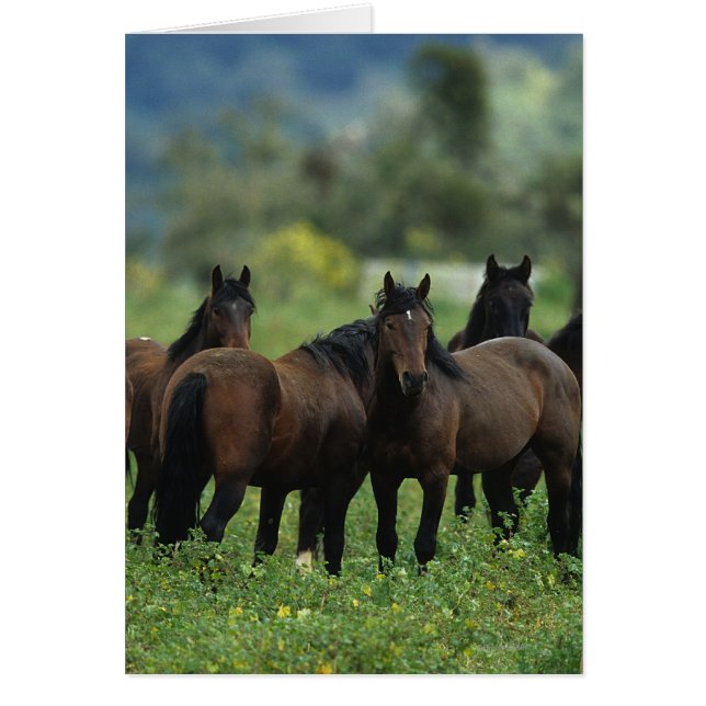 Wild Mustang Horses 3 (Vorne)