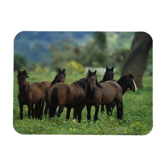 Wild Mustang Horses 3 Magnet (Horizontal)