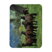 Wild Mustang Horses 3 Magnet (Vertikal)
