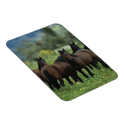 Wild Mustang Horses 3 Magnet (Rechte Seite)