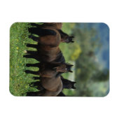Wild Mustang Horses 3 Magnet (Horizontal)