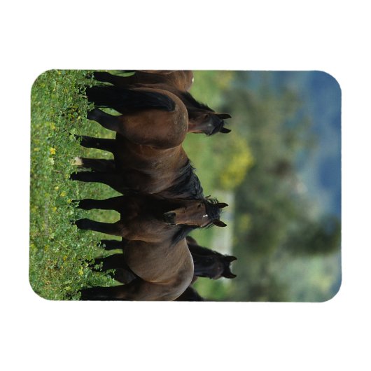 Wild Mustang Horses 3 Magnet (Horizontal)