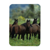 Wild Mustang Horses 3 Magnet (Vertikal)