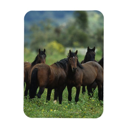 Wild Mustang Horses 3 Magnet (Vertikal)