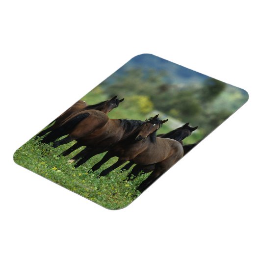 Wild Mustang Horses 3 Magnet (Linke Seite)
