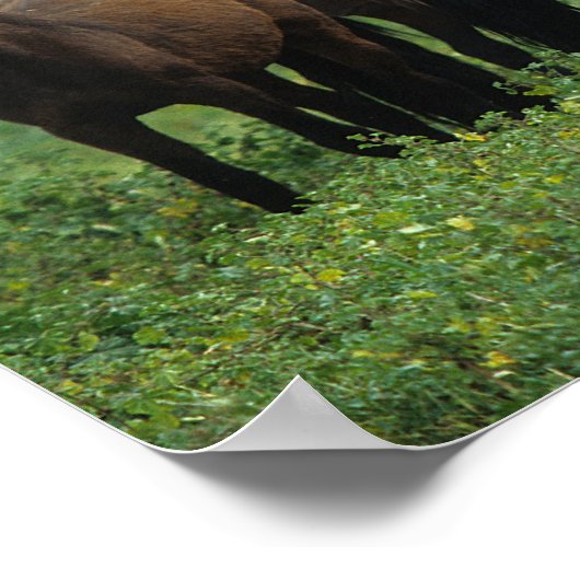 Wild Mustang Horses 3 Poster (Ecke)