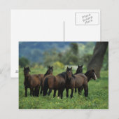 Wild Mustang Horses 3 Postkarte (Vorne/Hinten)