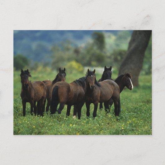 Wild Mustang Horses 3 Postkarte (Vorderseite)