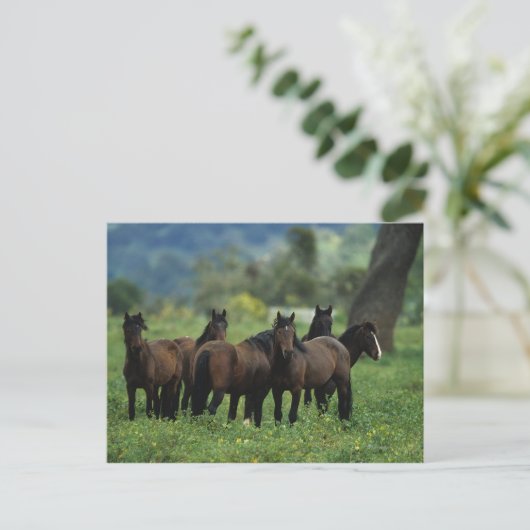 Wild Mustang Horses 3 Postkarte (Stehend Vorderseite)