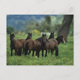 Wild Mustang Horses 3 Postkarte