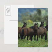 Wild Mustang Horses 3 Postkarte (Vorne/Hinten)
