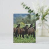 Wild Mustang Horses 3 Postkarte (Stehend Vorderseite)