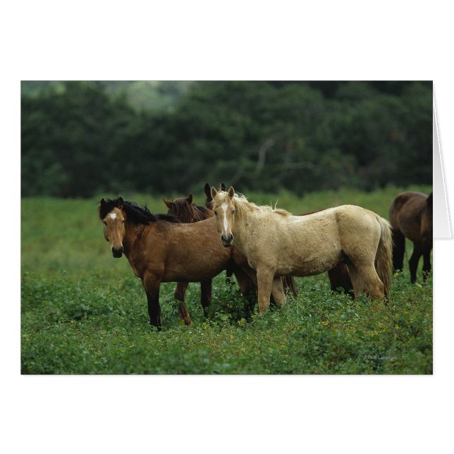 Wild Mustang Horses 4 (Vorderseite (Horizontal))