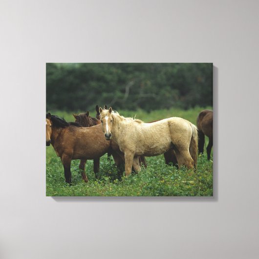 Wild Mustang Horses 4 Leinwanddruck (Vorderseite)